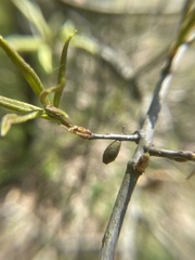Amphibolips ellipsoidalis