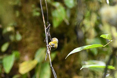 Euphonia xanthogaster