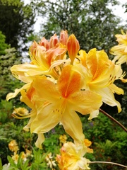 Rhododendron