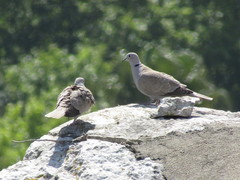 Streptopelia decaocto