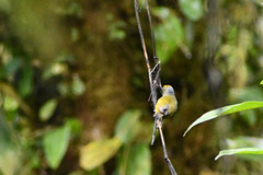 Euphonia xanthogaster