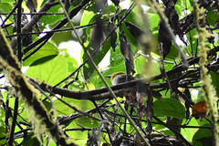 Chlorospingus flavigularis