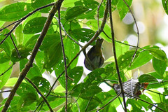 Chlorospingus flavigularis