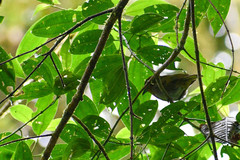 Chlorospingus flavigularis