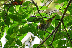 Chlorospingus flavigularis