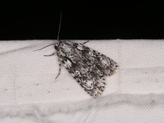 Acronicta marmorata