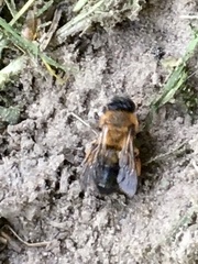 Andrena clarkella
