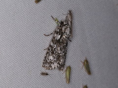 Acronicta marmorata