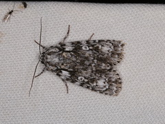 Acronicta marmorata