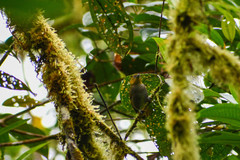 Chlorospingus flavigularis