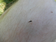 Cerapheles terminatus