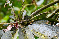 Euchrepomis callinota