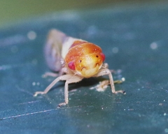 Oncopsis flavicollis