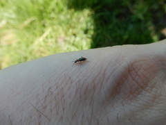 Cerapheles terminatus