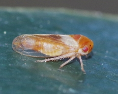 Oncopsis flavicollis