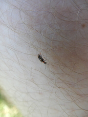 Cerapheles terminatus