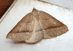 Petrophora chlorosata