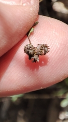 Medicago coronata