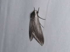 Sphinx perelegans
