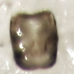 Acrotrichis sericans