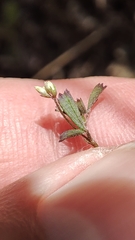 Medicago coronata