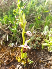 Ophrys scolopax