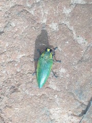 Steraspis