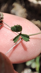 Medicago coronata