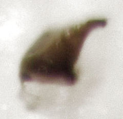 Acrotrichis sericans