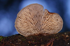 Lentinellus ursinus image
