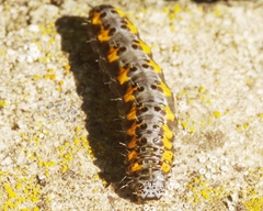 Bryophila ereptricula