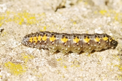 Bryophila ereptricula