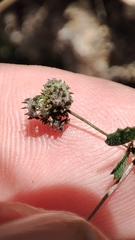 Medicago coronata