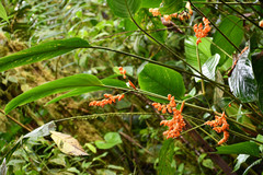 Stromanthe stromanthoides