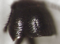 Acrotrichis sericans