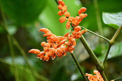 Stromanthe stromanthoides