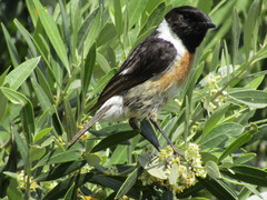 Saxicola rubicola
