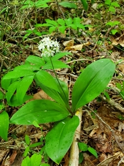 Clintonia umbellulata