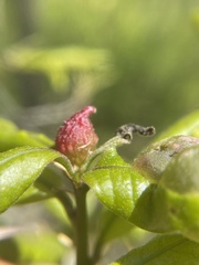 Dryocosmus quercuspalustris