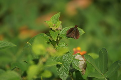 Miltomiges cinnamomea