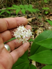 Clintonia umbellulata