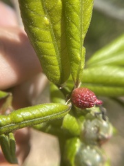 Dryocosmus quercuspalustris