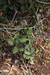 Knowltonia vesicatoria