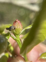 Dryocosmus quercuspalustris