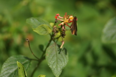 Miltomiges cinnamomea
