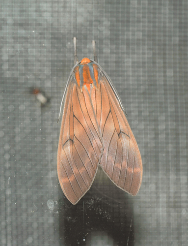 Amastus coprophora