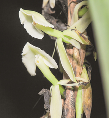 Epidendrum hymenodes