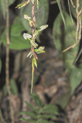 Epidendrum hymenodes