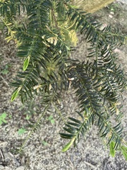 Torreya nucifera