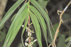 Epidendrum hymenodes